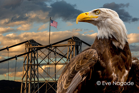 American Eagle at Royal Gorge Bridge