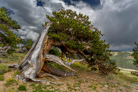 Bristlecone Dog