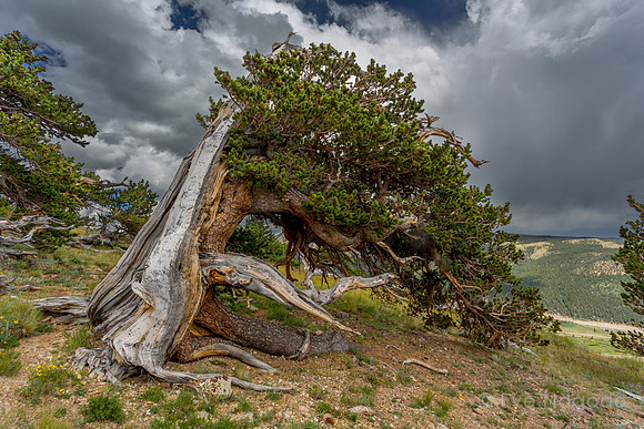 Bristlecone Dog