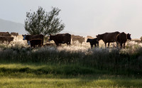 Cow Parade