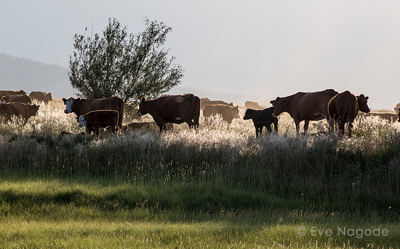 Cow Parade